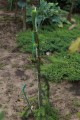 Picea ab Cobra 3 (Kopiowanie).JPG