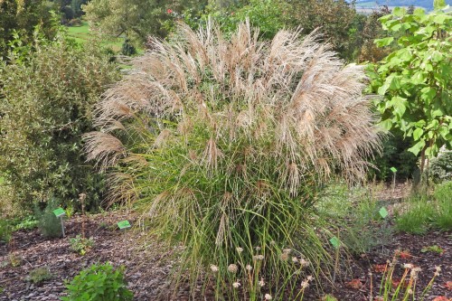Miscanthus sinensis CEZAR (5).JPG