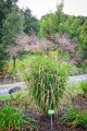 Miscanthus sinensis OKAPI.jpg