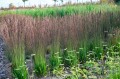 Molinia INSOMNIA 08.07.2024-2.jpg