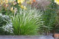Sesleria autumnalis (8).JPG