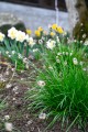Sesleria heufleriana.jpg
