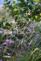 Stipa pekinensis 08.08.2023  (6).JPG
