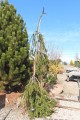 Picea abies COBRA (1).JPG