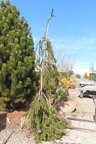Picea abies COBRA (1).JPG