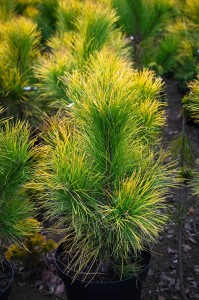 Sosna czarna 'Golden Sunrise' C15