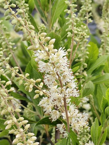 Orszelina olcholistna 'Hummingbird'.jpg