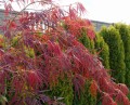 acer klon Ornatum.jpg