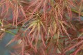 Acer palm. Ornatum (2) (Kopiowanie).JPG