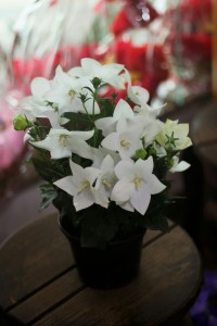 Rozwar wielkokwiatowy 'Astra White' C1,5
