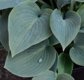 Funkia 'Fragrant Blue'.jpg