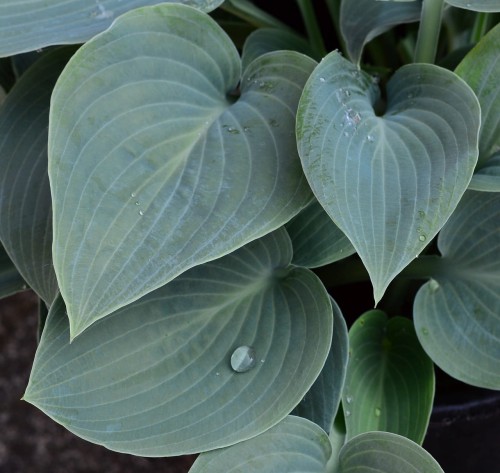 Funkia 'Fragrant Blue'.jpg