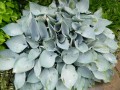 Funkia 'Fragrant Blue' 1.jpg