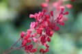 purple-bells-5316756_1280.jpg