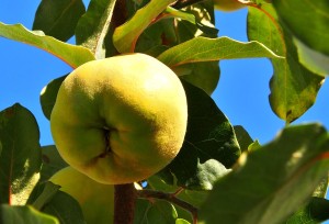 Pigwowiec okazałay 'Nivalis' C2