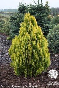 Biota wschodnia 'Aurea Nana' C3