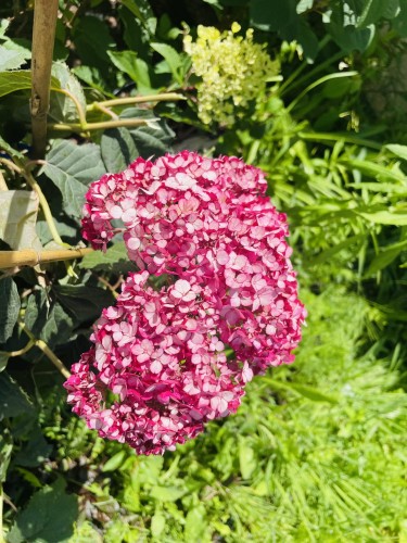 Hortensja krzewiasta Bella Ragazza Mauvette.JPEG