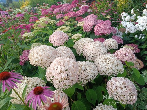 Candybelle Marschmalow.jpg