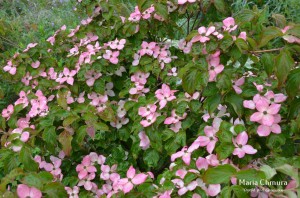 Dereń kousa 'Satomi' C3,5