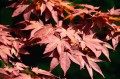 Atropurpureum1.jpg