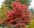 Atropurpureum2.jpg