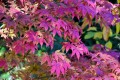 Atropurpureum4.jpg