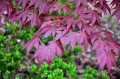 Atropurpureum5.jpg