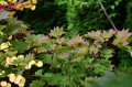 Shirasawy 'Aureum'1.jpg