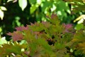 Shirasawy 'Aureum'3.jpg
