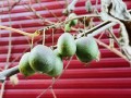 Minikiwi, actinidia aktinidia (5).JPEG