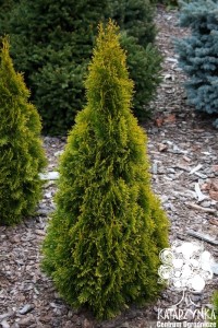 Żywotnik zachodni 'Golden Smaragd'® PBR C3