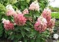 Hydrangea_paniculata_'Vesuvio'_(2)_(Kopiowanie).jpg