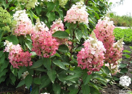Hydrangea_paniculata_'Vesuvio'_(2)_(Kopiowanie).jpg