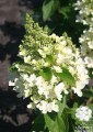 Hydrangea_paniculata_'Vesuvio'_(3)_(Kopiowanie).jpg