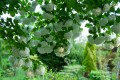 Kalina koralowa Roseum1.jpg