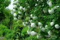 Kalina koralowa Roseum2.jpg