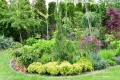 Cyprysik nutkajski Pendula.jpg