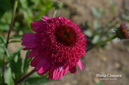 Jeżówka Paso Double Fuchsia4.jpg