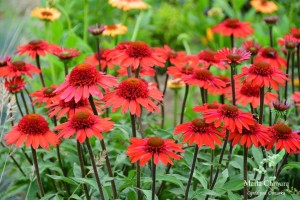 Jeżówka CARA MIA™ 'Spicy' K2