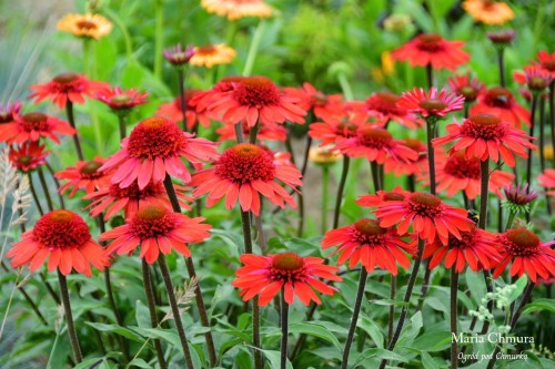 Jeżówka Cara Mia Spicy3.JPG