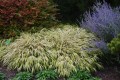 Hakonechloa macra AUREOLA 26.09.2022 Wojsławice.JPG