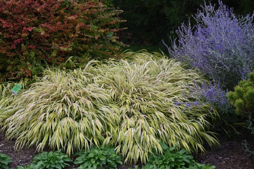 Hakonechloa macra AUREOLA 26.09.2022 Wojsławice.JPG