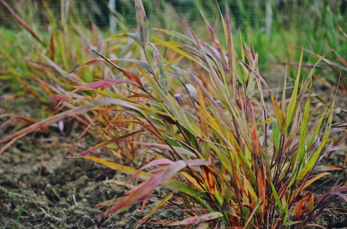 Hakonechloa macra BENI KAZE (3).JPG
