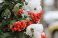 red-firethorn-5907864_1280.jpg