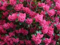 azalea-7226_1280.jpg