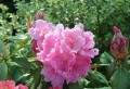 flower-rhododendron-3406234_1280.jpg