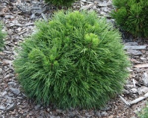 Sosna kosodrzewina 'Varella' C7,5