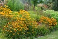 Rudbekia błyskotliwa Little Goldstar 3.jpg
