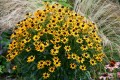 Rudbekia błyskotliwa Little Goldstar 2.jpg
