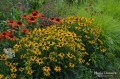 Rudbekia błyskotliwa Little Goldstar 1.jpg